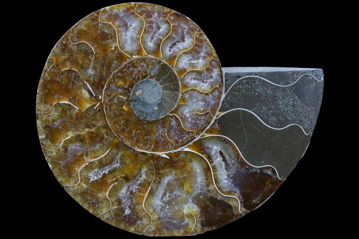 Agatized Ammonite Fossil (Half) - Madagascar #78601